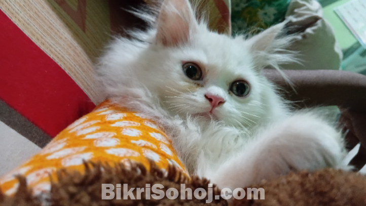 Persian cat